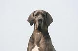 DOGUE ALLEMAND 488